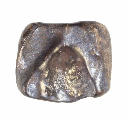 Triceratops Shed Tooth - Montana #60706